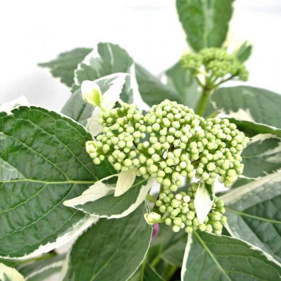 アジサイ あじさい 紫陽花 斑入り額あじさい 恋路ヶ浜 5号鉢 送料無料 希少品種 かご付き Rosefactory Net 通販 Yahoo ショッピング