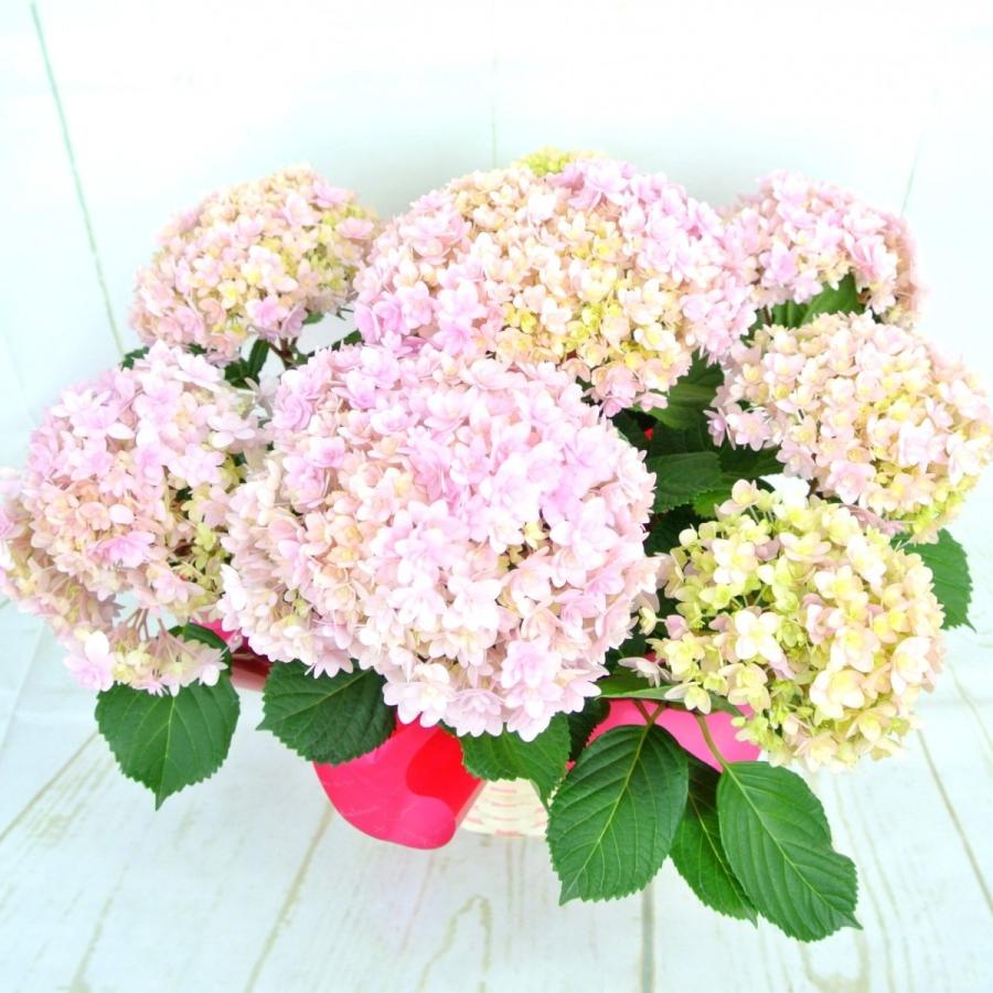 アジサイ あじさい 紫陽花 てまりてまり 八重咲き 5号鉢 送料無料 かご付き ボリュームがすごい 大人気品種 Rosefactory Net 通販 Yahoo ショッピング