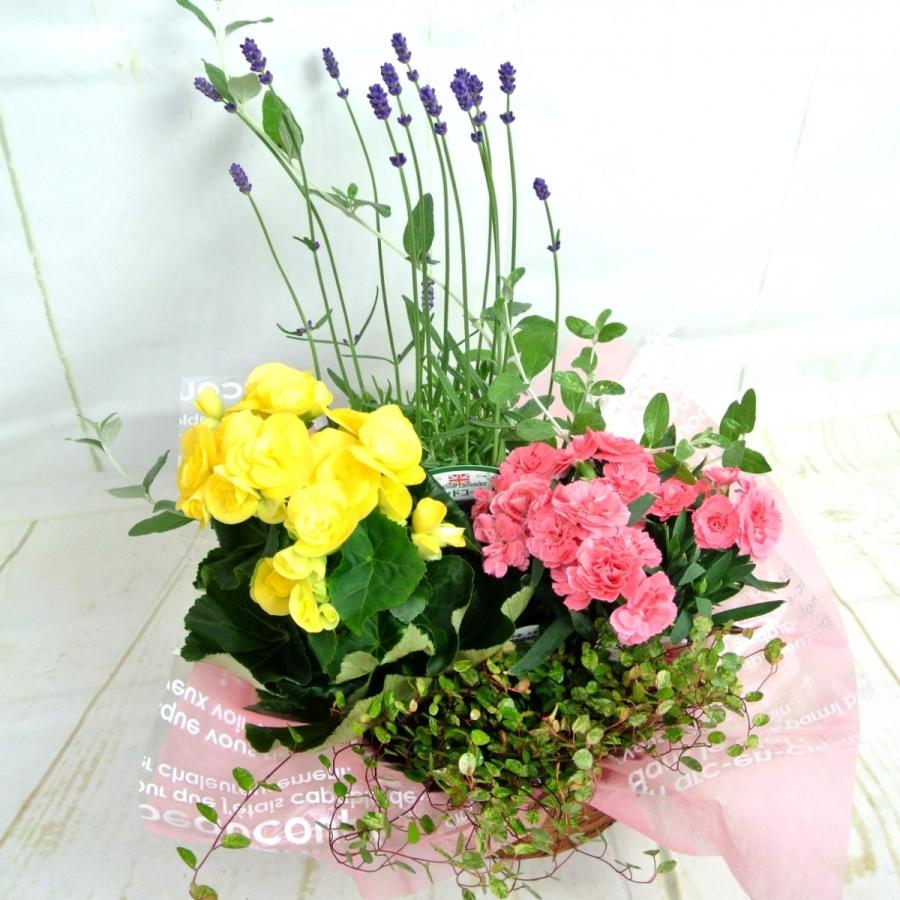 母の日 寄せ鉢 寄せ植え 寄せかご（M）ギフト 送料無料 ボリュームがすごい！ 豪華 Mother's Day 18050701ROSE FACTORY 通販 Yahoo!ショッピング