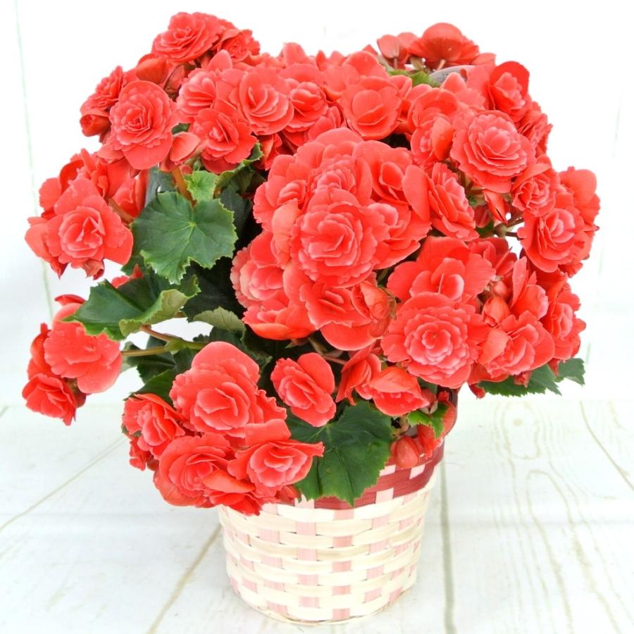 母の日 リーガースベゴニア ボリアスダーク 5号鉢 底面給水鉢 エラチオールベゴニア かご付き 迫力のボリューム Mother S Day Rosefactory Net 通販 Yahoo ショッピング