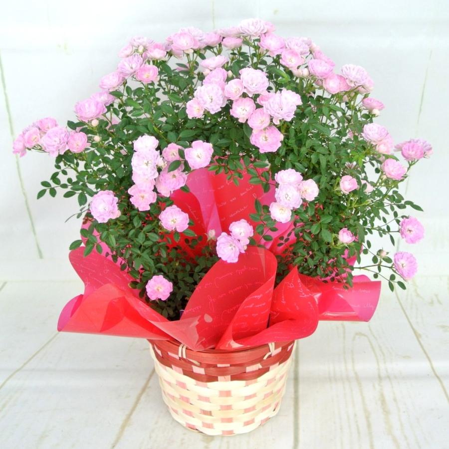 母の日 クライミング ミニチュアローズ つるバラ ブリッジ仕立て 5号鉢