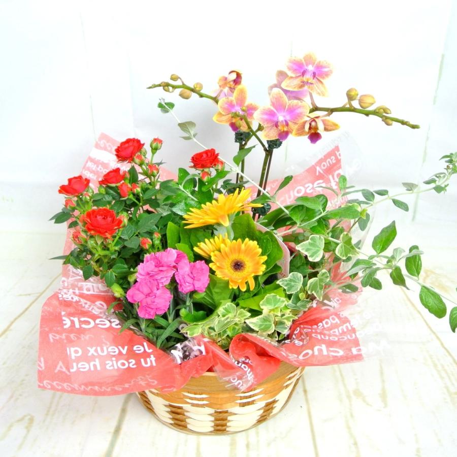 母の日 寄せかご（胡蝶蘭入り）寄せ鉢 寄せ植え ギフト 送料無料 ボリュームがすごい！