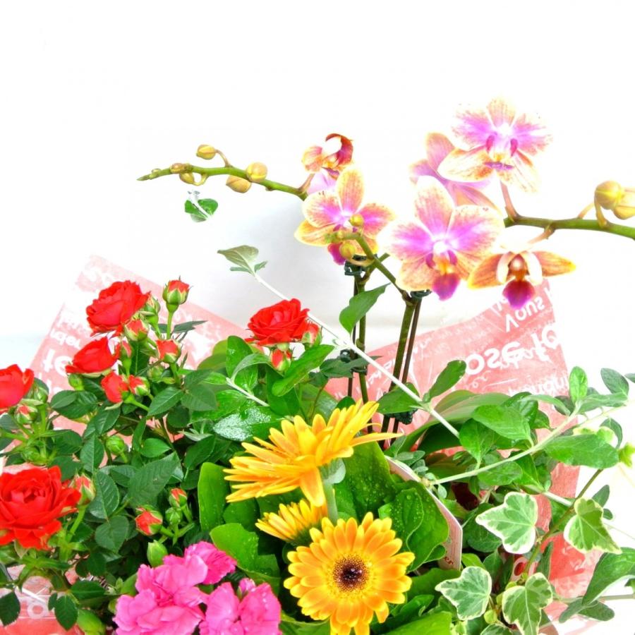 母の日 寄せかご（胡蝶蘭入り）寄せ鉢 寄せ植え ギフト 送料無料 ボリュームがすごい！