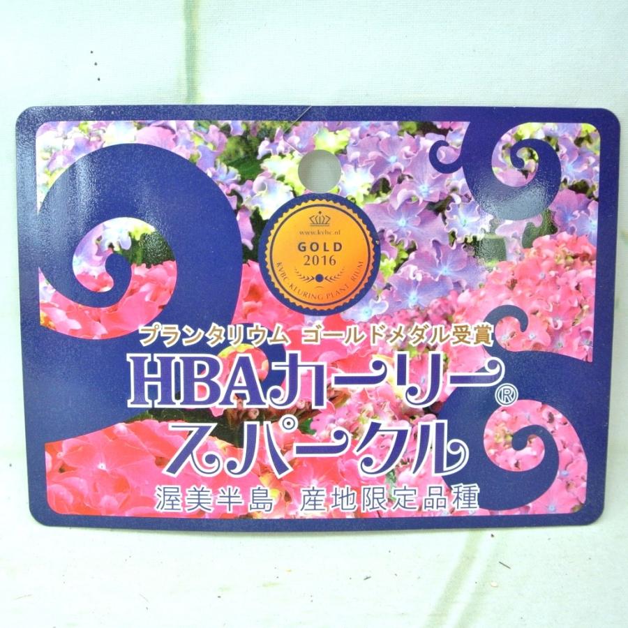 アジサイ HBA カーリー スパークル 【ピンク】5号鉢 渥美半島限定品種