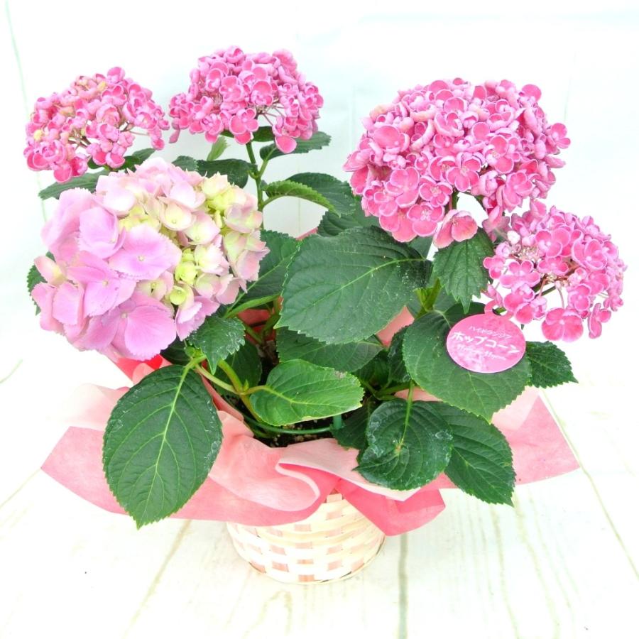 アジサイ ポップコーン【ミックス植え】5号鉢 希少品種 新品種
