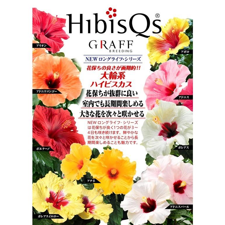 ハイビスカス アドニスイエロー 黄色 5号鉢 Hibisqs Newロングライフシリーズ 長く咲く Rosefactory Net 通販 Yahoo ショッピング