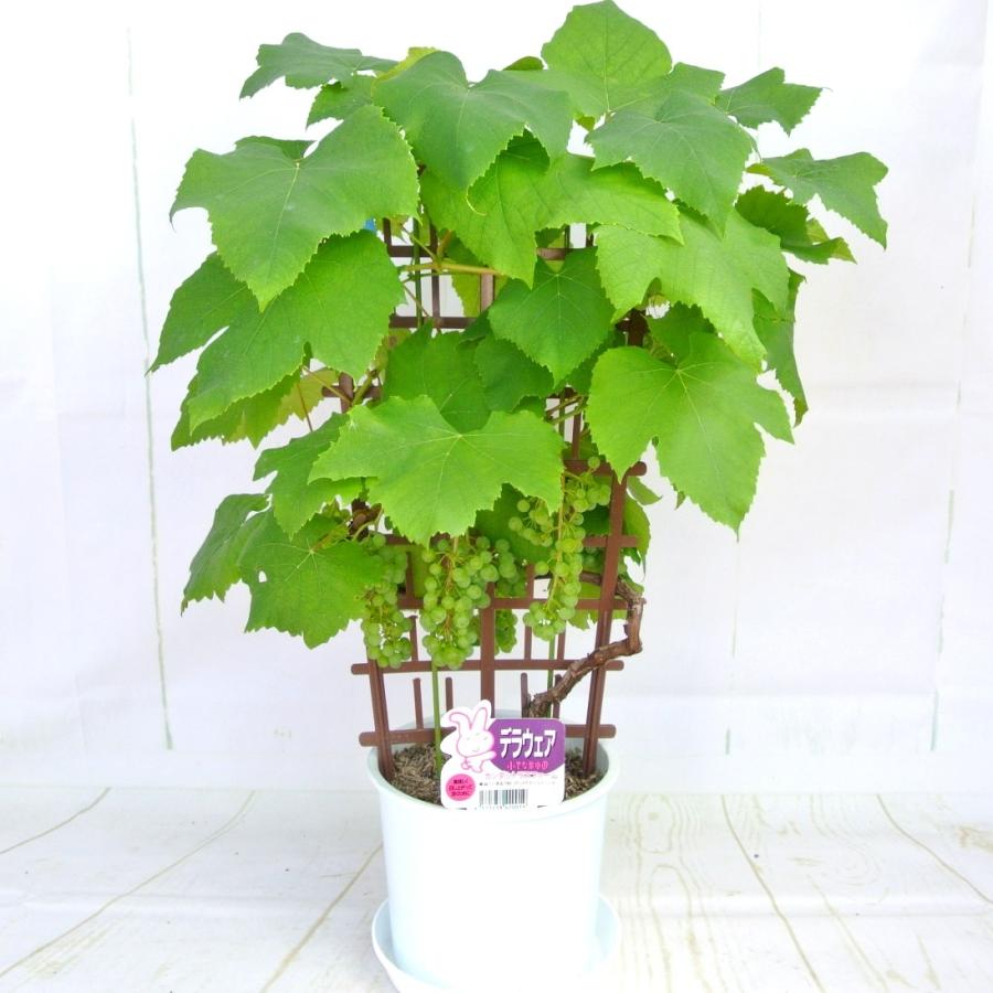 ぶどうの木 デラウェア 鉢植え 実付き 6号鉢 フェンス仕立て ギフト対応 プレゼント 父の日 送料無料 ラッピング無料 Rosefactory Net 通販 Yahoo ショッピング