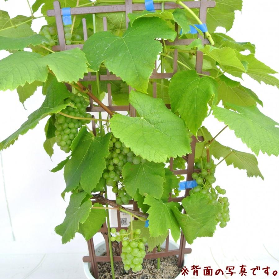 ぶどうの木 デラウェア 鉢植え 実付き 6号鉢 フェンス仕立て ギフト対応 プレゼント 父の日 送料無料 ラッピング無料 Rosefactory Net 通販 Yahoo ショッピング