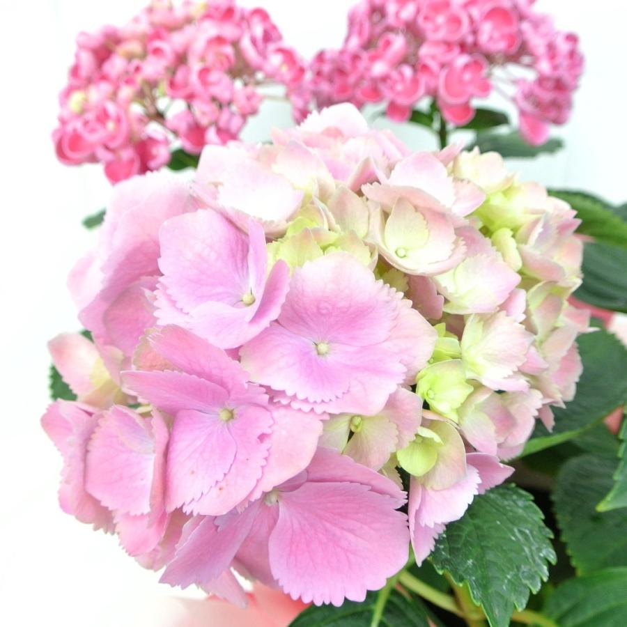 アウトレット アジサイ ポップコーン ミックス植え 5号鉢 43円 1980円 花終わり 希少品種 新品種 あじさい 紫陽花 Rosefactory Net 通販 Yahoo ショッピング