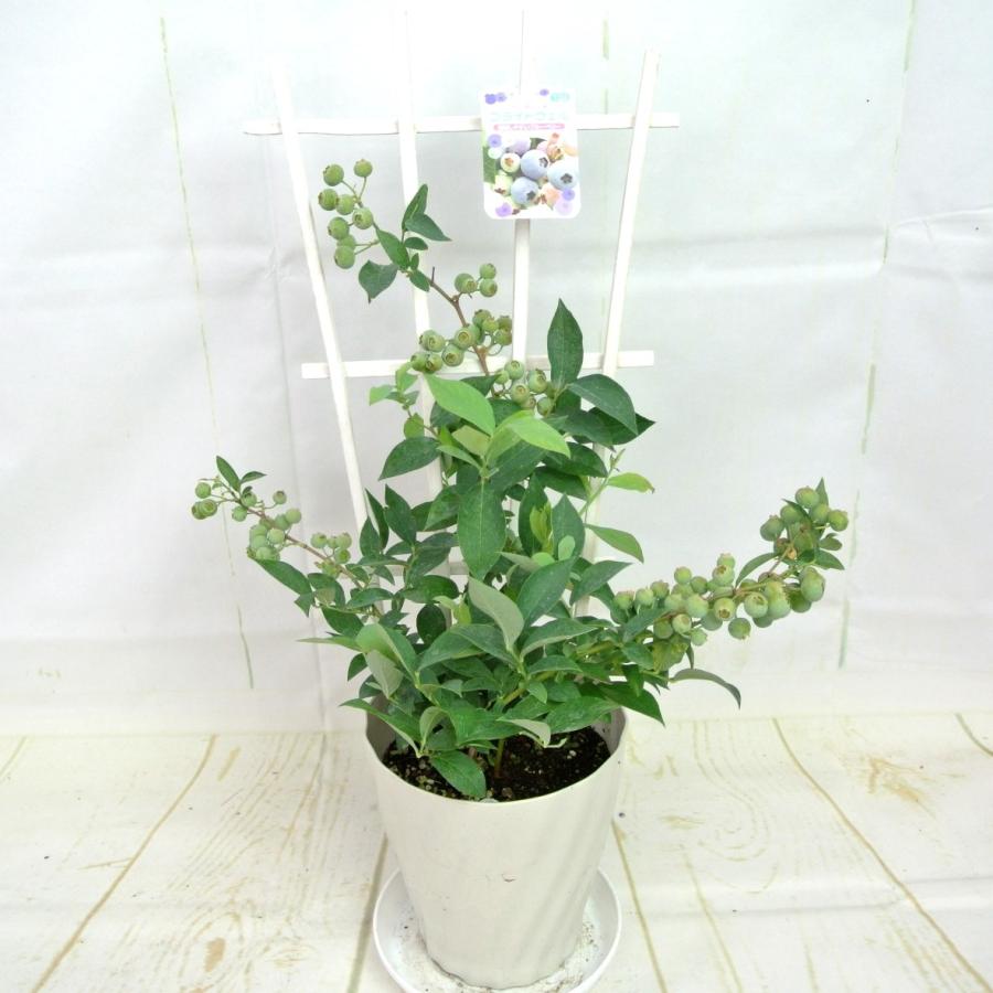 ブルーベリー ブライトウェル ラビットアイ系 5号鉢 フェンス仕立て 実付き 栽培しやすい品種 Rosefactory Net 通販 Yahoo ショッピング