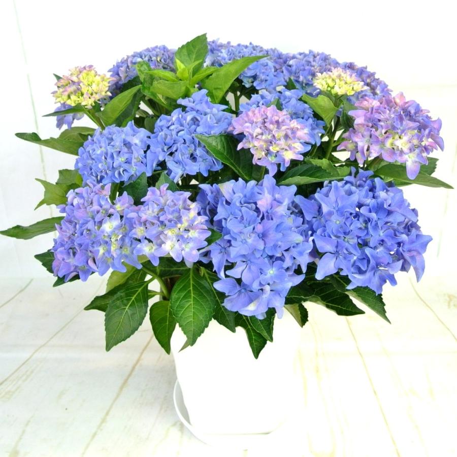 ジ*ン様 アジサイ　7種7鉢　紫陽花　秋色アジサイ アジサイ アマランス プチ 7号鉢 大株 色が変わる 秋色 長く楽しめる