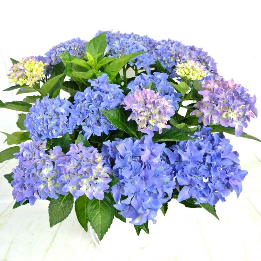 アジサイ アマランス プチ 7号鉢 大株 色が変わる 秋色 長く楽しめる ハイドランジア 送料無料 ボリュームがすごい Rosefactory Net 通販 Yahoo ショッピング