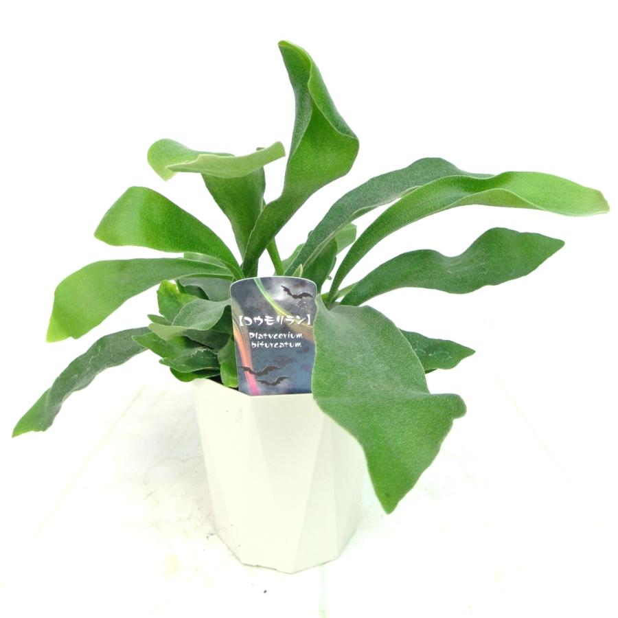 コウモリラン コウモリ蘭 麋角羊歯 ビカクシダ 4号鉢 観葉植物 おしゃれ インテリア 大人気 プラティケリウム ビフルカツム Rosefactory Net 通販 Yahoo ショッピング