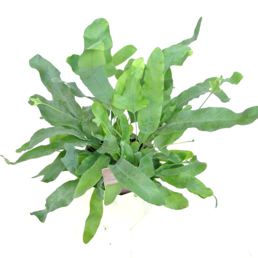 フレボディウム アウレウム ブルースター 4号鉢 観葉植物 おしゃれ インテリア 大人気 育てやすい 希少品種 Rosefactory Net 通販 Yahoo ショッピング