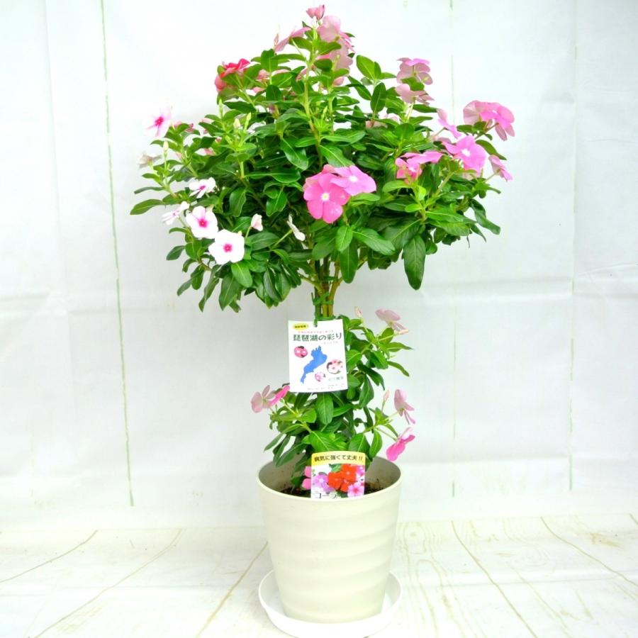 日々草 3色植え スタンド仕立て 6号鉢 ボリュームがいい 豪華仕立て ニチニチソウ ビンカ コーラ 送料無料 ギフト Rosefactory Net 通販 Yahoo ショッピング