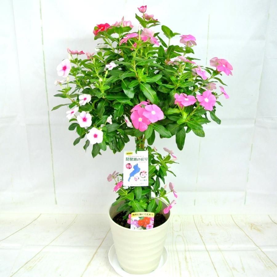 日々草 3色植え スタンド仕立て 6号鉢 ボリュームがいい 豪華仕立て