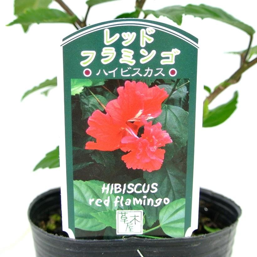 ハイビスカス レッドフラミンゴ 赤色 レッド系 3号ポット苗 希少品種 2段咲 Rosefactory Net 通販 Yahoo ショッピング