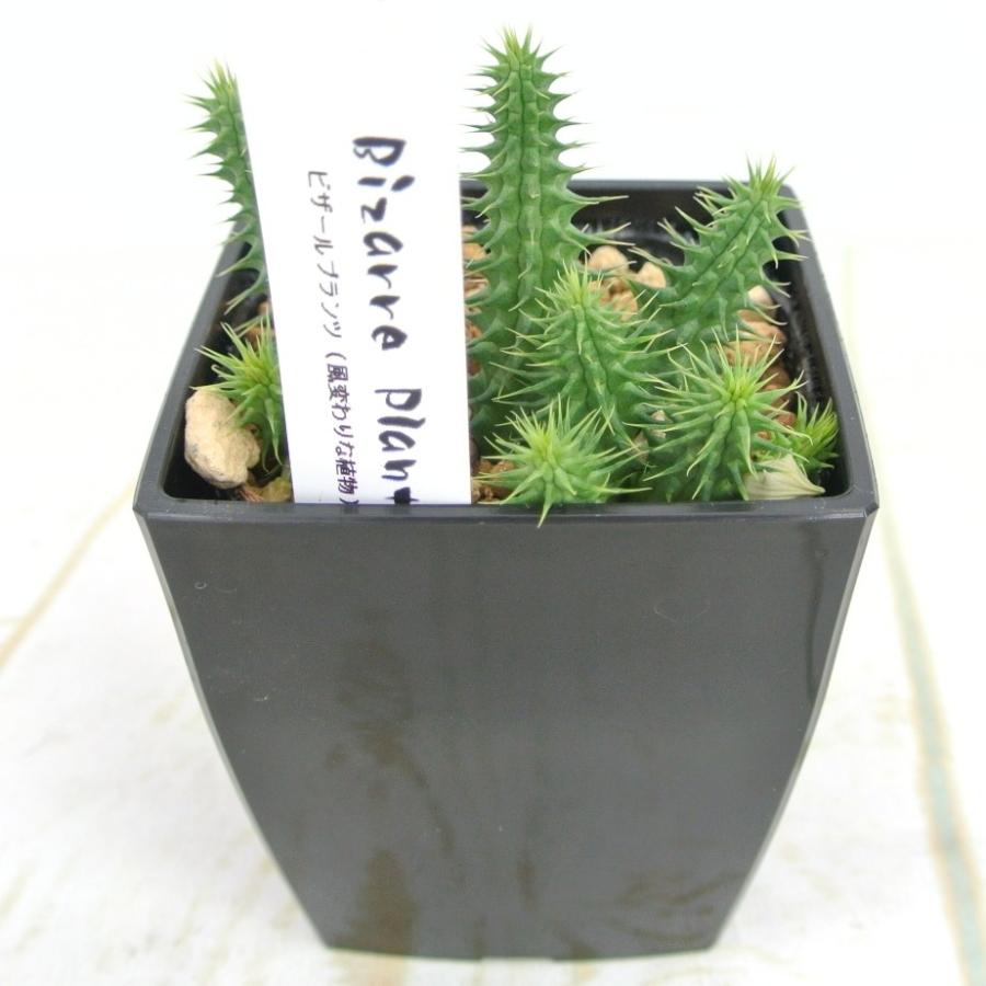 ビザールプランツ 珍奇な植物 フェルニア ピランシー 3.5号鉢 Huernia