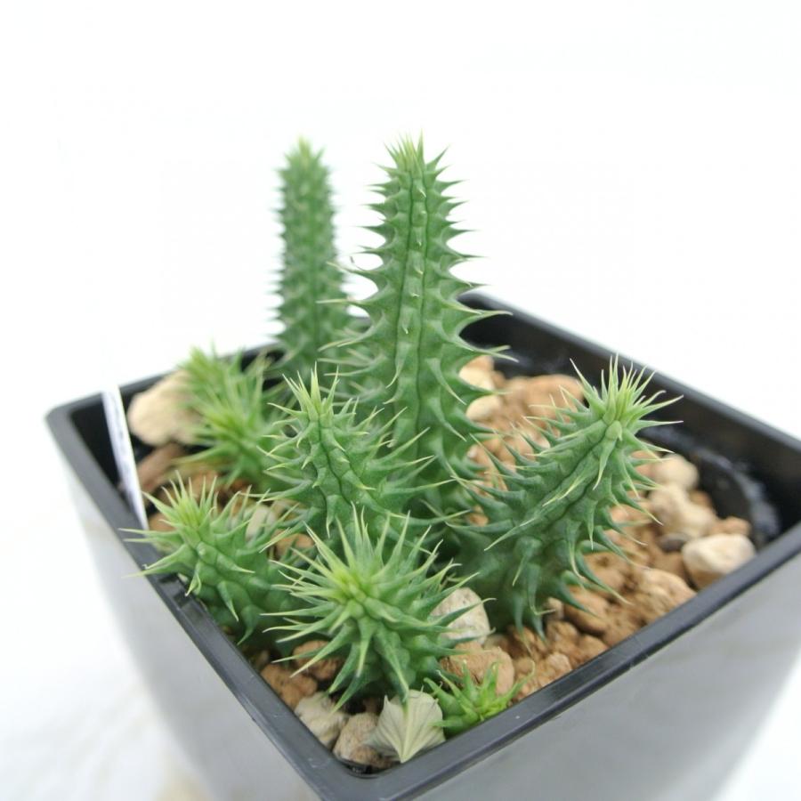 ピザールプランツ✨️奇想天外✨️ ピザールプランツ✨️奇想天外✨️ 奇想天外】 葉は一生にわたりこの2