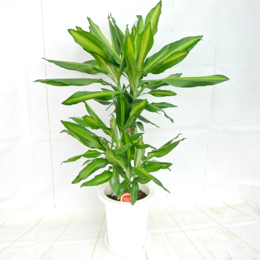 ドラセナ ジュレ 7号鉢 観葉植物 おしゃれ お祝 ギフト 開店祝い お誕生日 ギフト対応 ラッピング無料 送料無料 Rosefactory Net 通販 Yahoo ショッピング