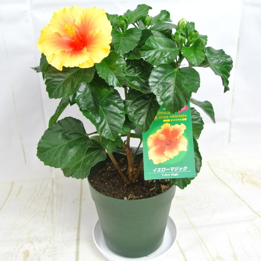 ハイビスカス Amazon.co.jp: 母の日ギフト ハイビスカス アドニスイエロー