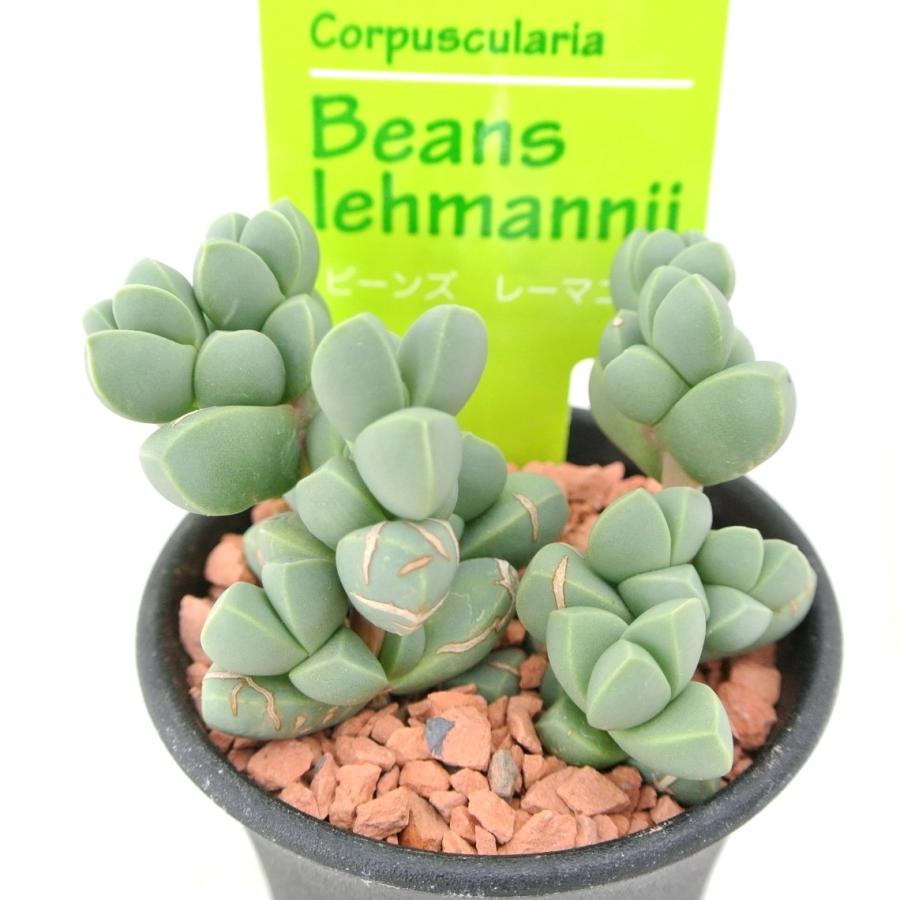 おまとめ！　39SALE！多肉植物^o^   レーマニー2種セット おまとめ！ 39SALE！多肉植物^o^ レーマニー2種セット - メルカリ