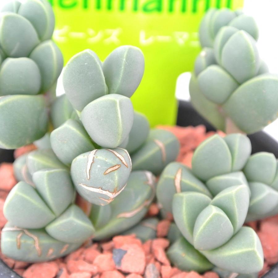 おまとめ！　39SALE！多肉植物^o^   レーマニー2種セット おまとめ！39SALE！多肉植物^o^ レーマニー2種セット