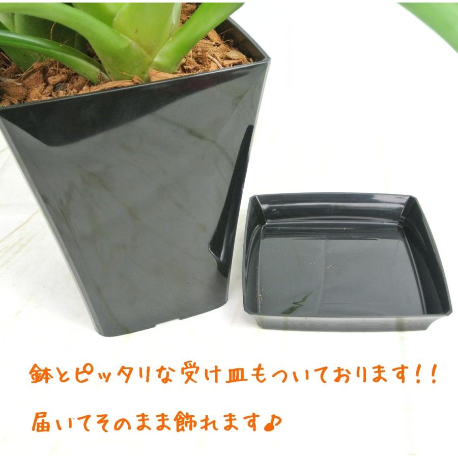 グズマニア アナナス 3色植え おしゃれな角鉢 6号鉢 受け皿付 送料無料
