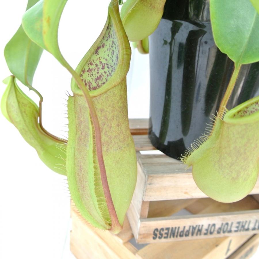 食虫植物 ネペンテス ルイーザ 5号鉢 ウツボカズラ ボリュームがすごい