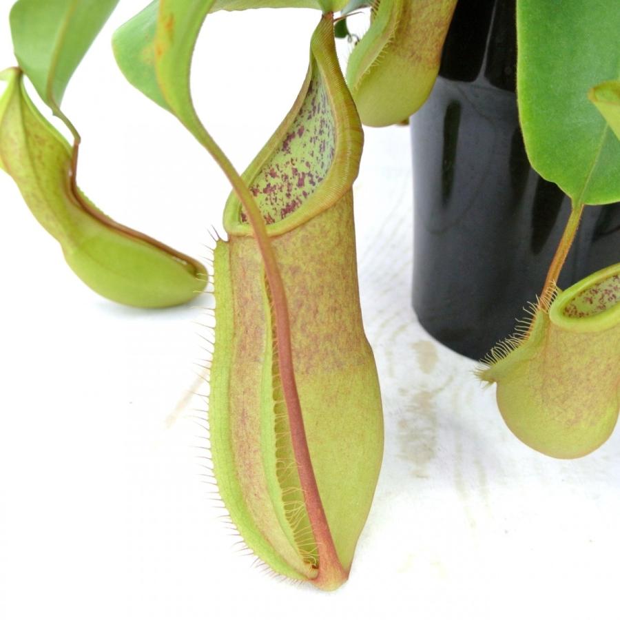 食虫植物 ネペンテス ルイーザ 5号鉢 ウツボカズラ ボリュームがすごい
