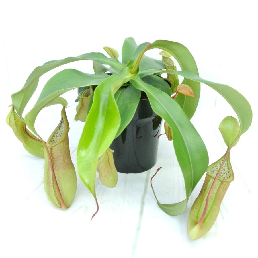 食虫植物 ネペンテス ルイーザ 5号鉢 ウツボカズラ ボリュームがすごい