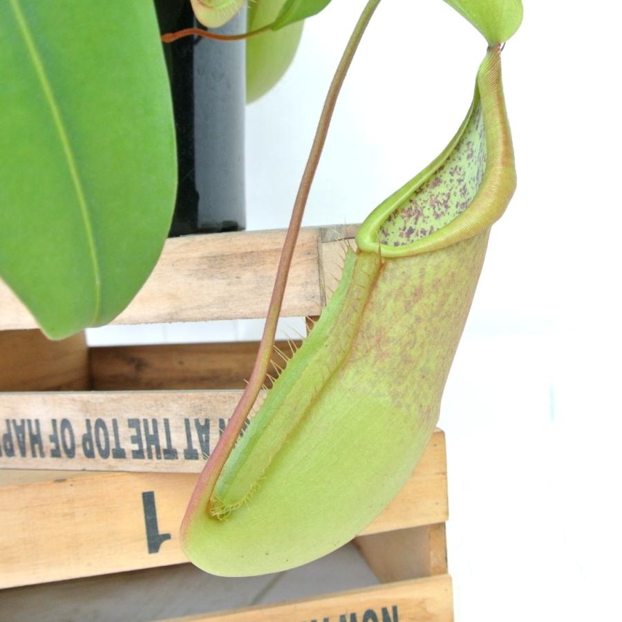 食虫植物 ネペンテス ルイーザ 5号鉢 ウツボカズラ ボリュームがすごい