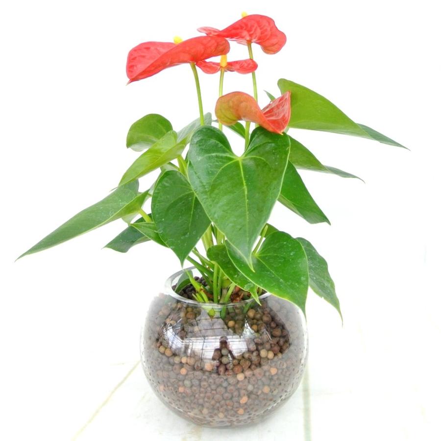 アンスリウム 赤 ガラス陶器 ハイドロカルチャー 夏にぴったり 管理が楽 大人気 観葉植物 Rosefactory Net 通販 Yahoo ショッピング