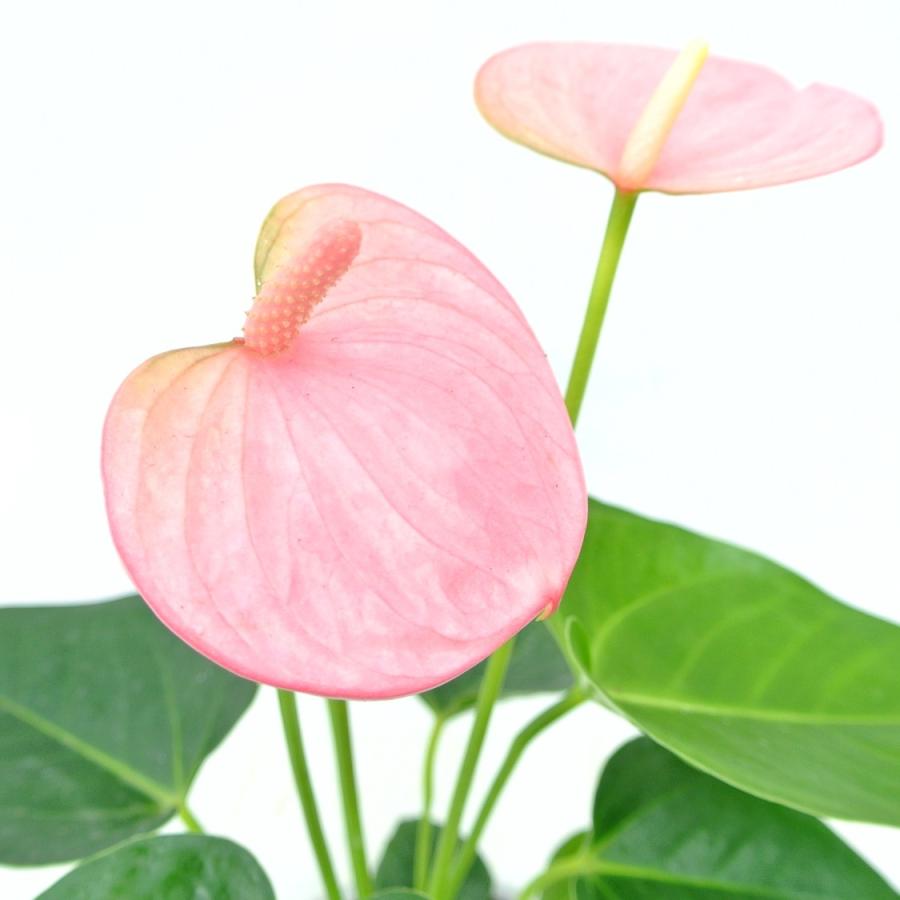 アンスリウム ピンク ガラス陶器 ハイドロカルチャー 夏にぴったり 管理が楽 大人気 観葉植物 Rosefactory Net 通販 Yahoo ショッピング