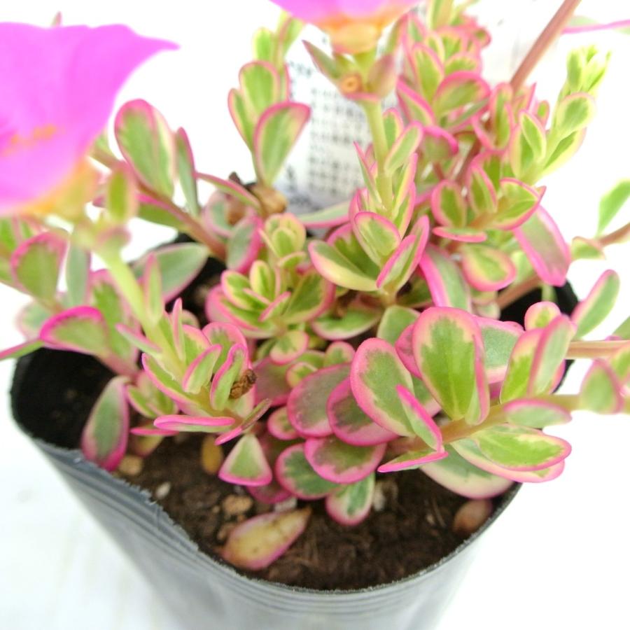 ポーチュラカ バレンシアアイボリーポーチ ピンク 斑入り 3号ポット苗 多肉植物 希少品種 レア品種 乾燥に強い Rosefactory Net 通販 Yahoo ショッピング