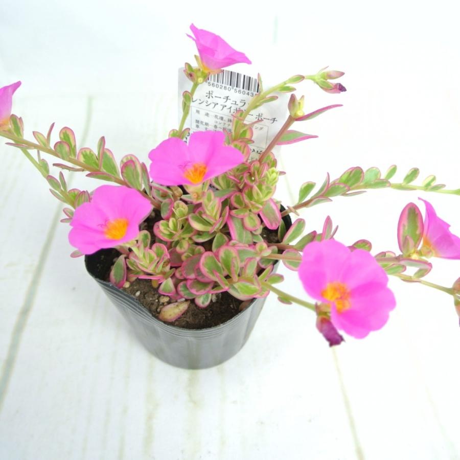 ポーチュラカ バレンシアアイボリーポーチ ピンク 斑入り 3号ポット苗 多肉植物 希少品種 レア品種 乾燥に強い Rosefactory Net 通販 Yahoo ショッピング