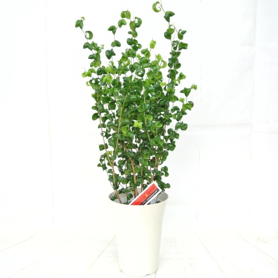 ベンジャミナ バロック 6号鉢 フィカス ゴムの木 ベンジャミン 観葉植物 高さ70cm 大人気 送料無料 Rosefactory Net 通販 Yahoo ショッピング