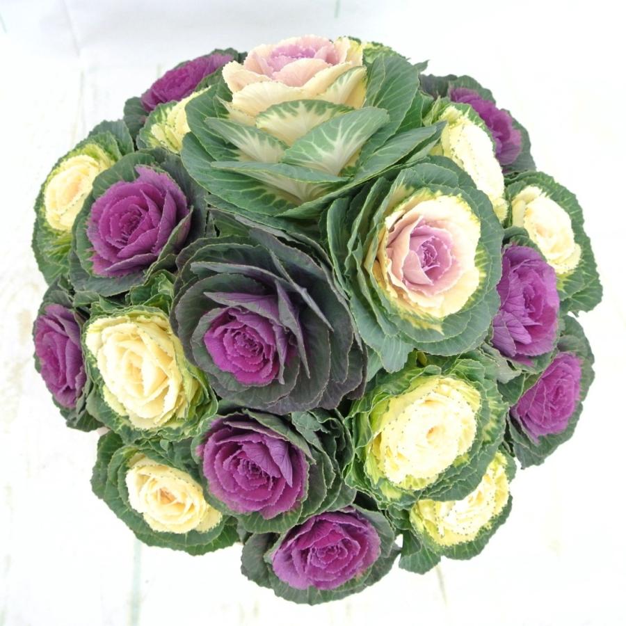 けいちゃん ミニ葉牡丹の寄せ植え 10号鉢 ミニ葉牡丹の寄せ植え