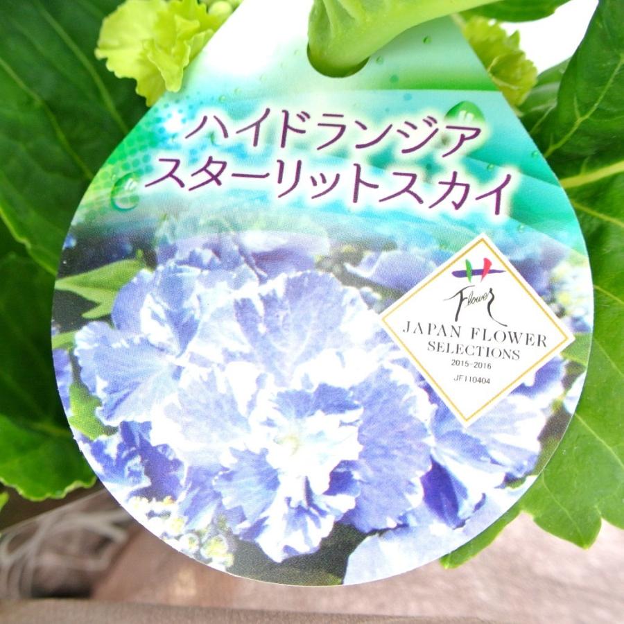 アジサイ スターリットスカイ 大株 ボリュームがすごい！【8号鉢