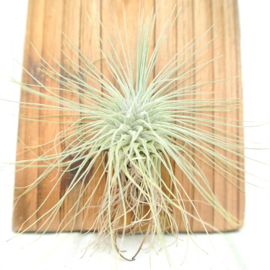 エアープランツ フックシー 壁掛けプレート 杉板仕立て ティランジア チランジア おしゃれ 大人気 Rosefactory Net 通販 Yahoo ショッピング