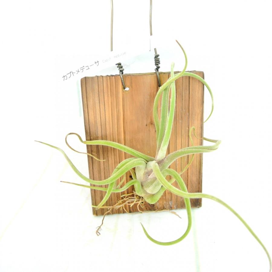 エアープランツ カブトメデューサ 壁掛けプレート 杉板仕立て ティランジア チランジア おしゃれ 大人気 19063003 Rosefactory Net 通販 Yahoo ショッピング