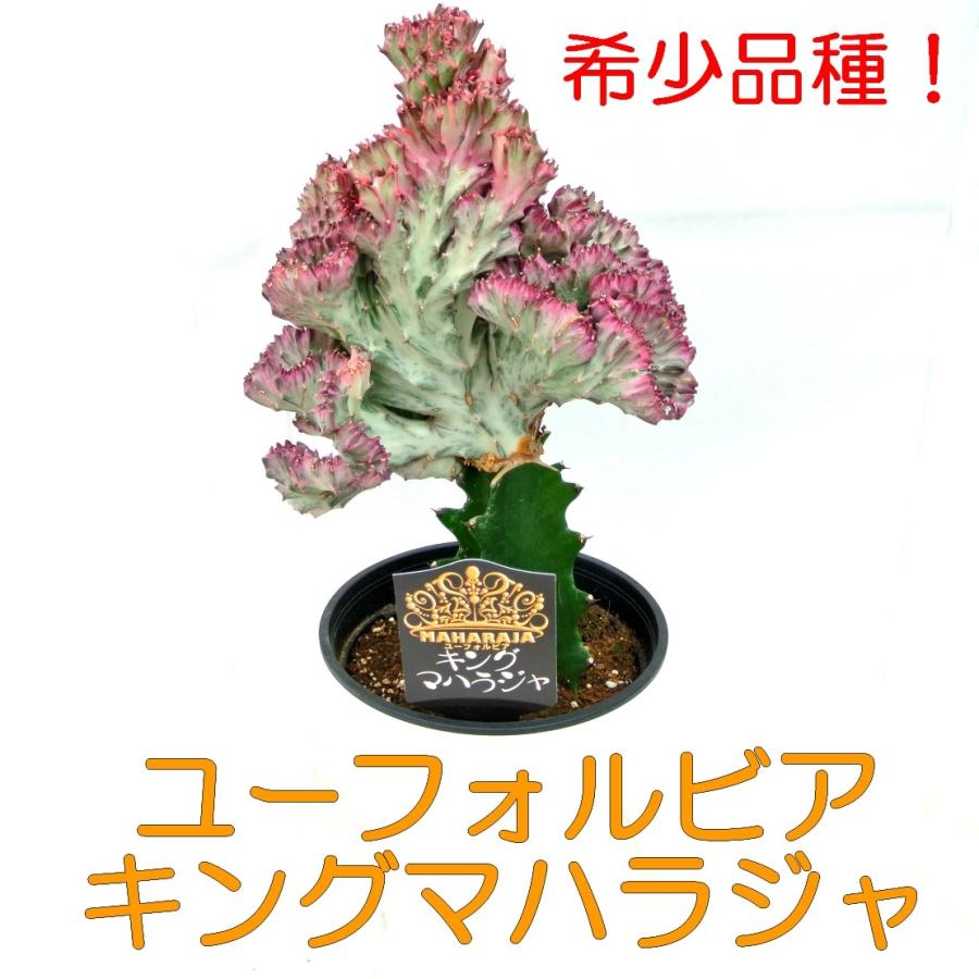 ユーフォルビア キングマハラジャ ユウヤケサンゴ 6号鉢 希少品種 豪華 多肉植物 レア品種 観葉植物 Rosefactory Net 通販 Yahoo ショッピング