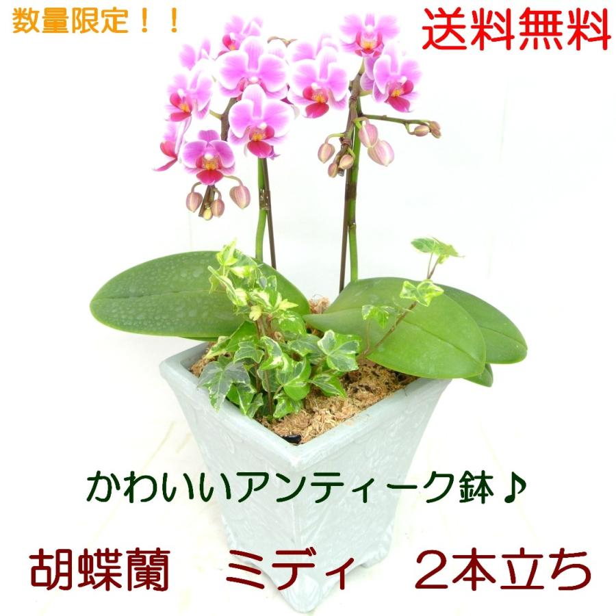 胡蝶蘭 ミディ ピコレットチェリー ピンク 5号鉢 2本立ち アンティーク