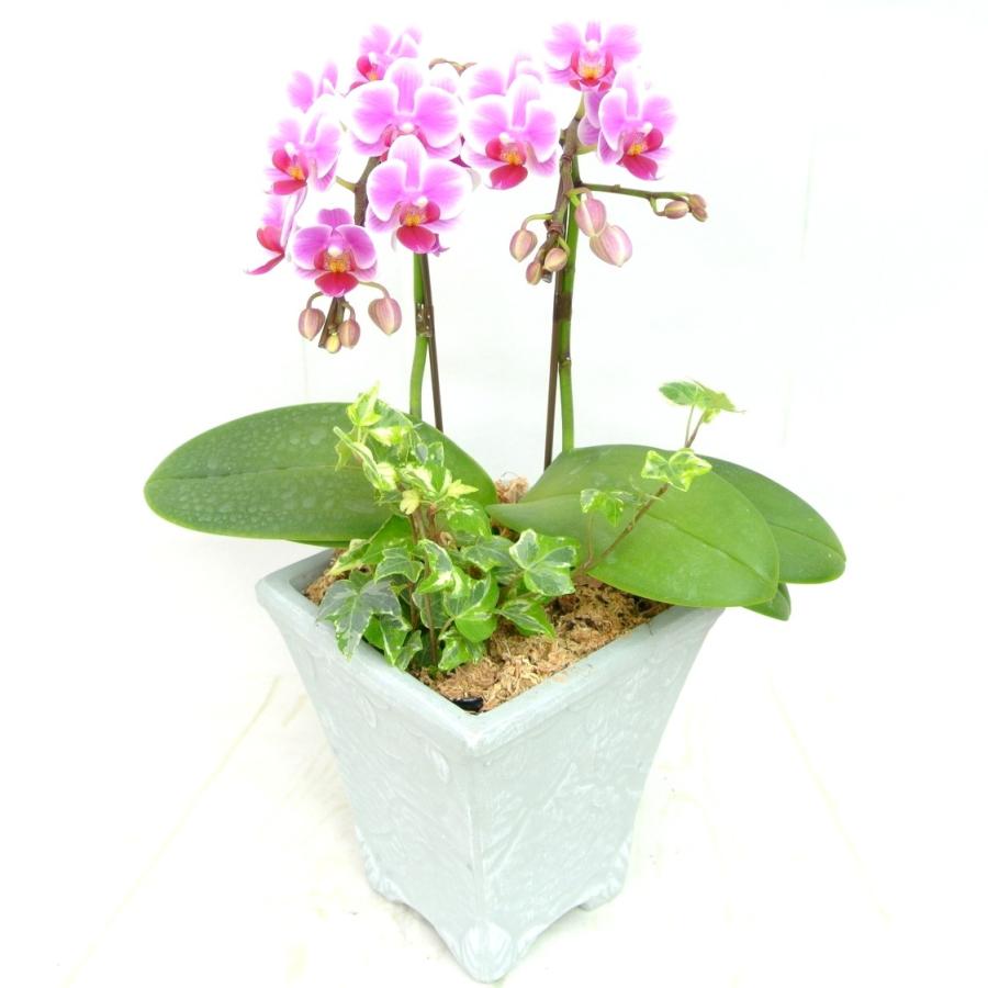 胡蝶蘭 ミディ ピコレットチェリー ピンク 5号鉢 2本立ち アンティーク