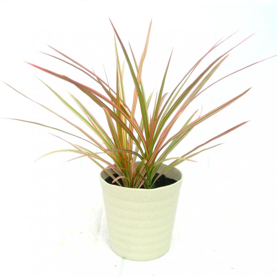 ドラセナ コンシンネ レインボー 4号鉢 大人気品種 おしゃれ 数量限定 Rosefactory Net 通販 Yahoo ショッピング