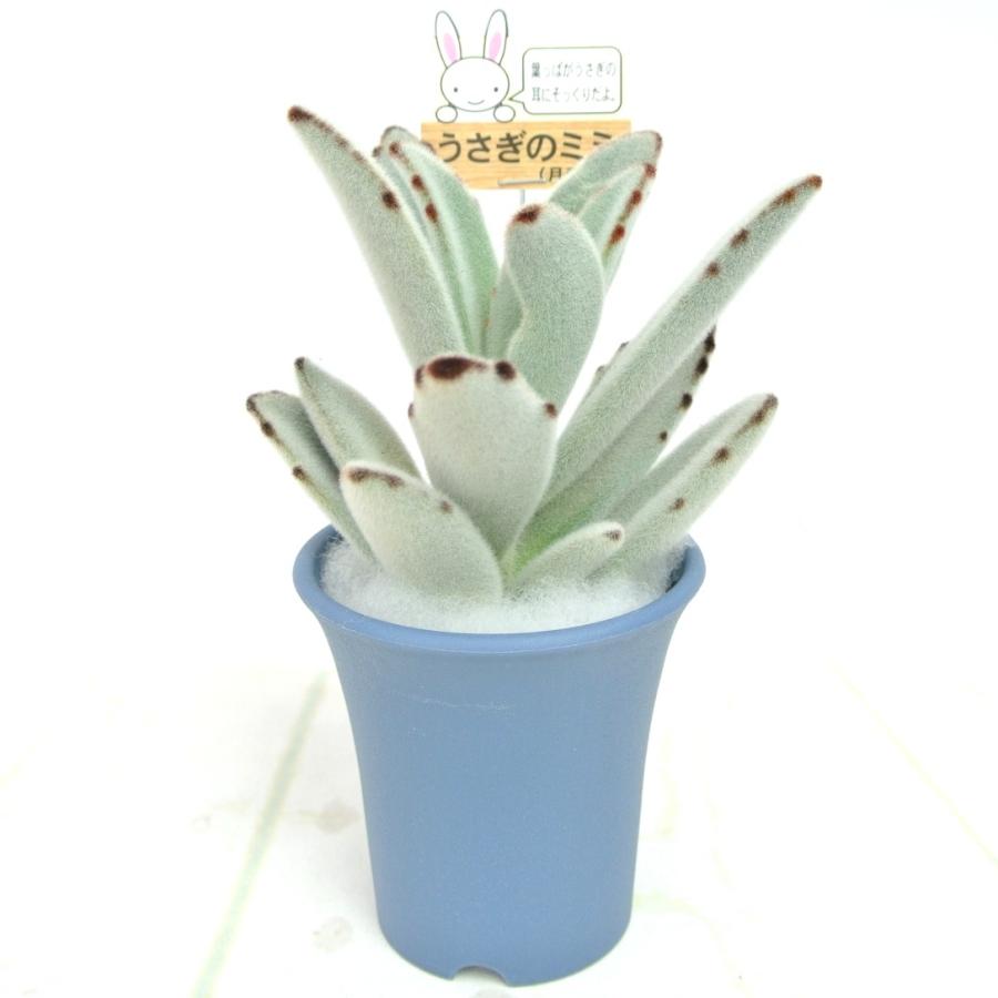 うさぎのミミ 月兎耳 つきとじ 多肉植物 2.5号おしゃれ鉢 【ブルー