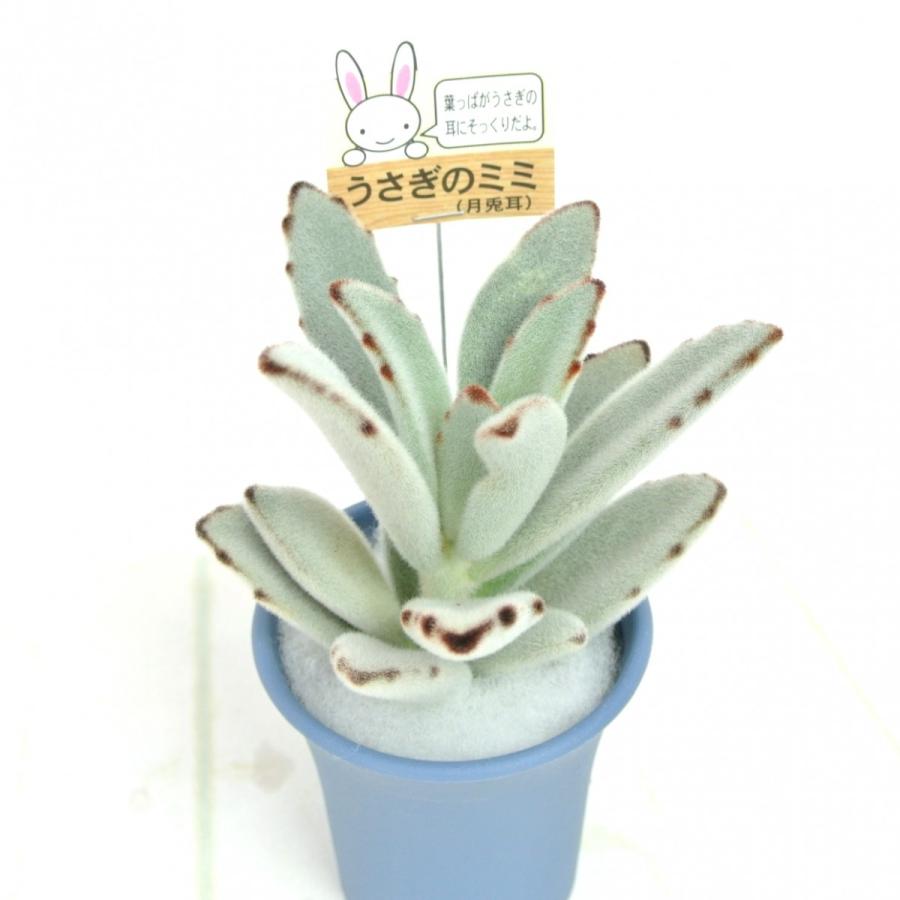 うさぎのミミ 月兎耳 つきとじ 多肉植物 2.5号おしゃれ鉢