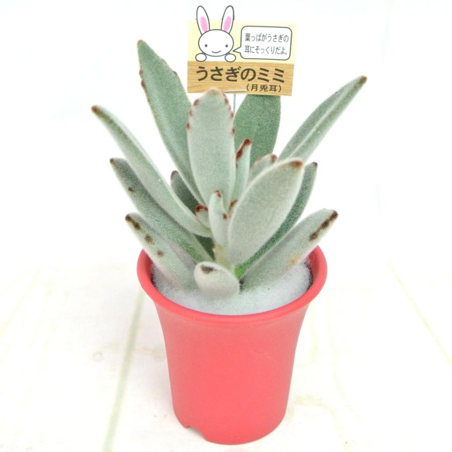 うさぎのミミ 月兎耳 つきとじ 多肉植物 2 5号おしゃれ鉢 レッド かわいい多肉植物 大人気 Rosefactory Net 通販 Yahoo ショッピング