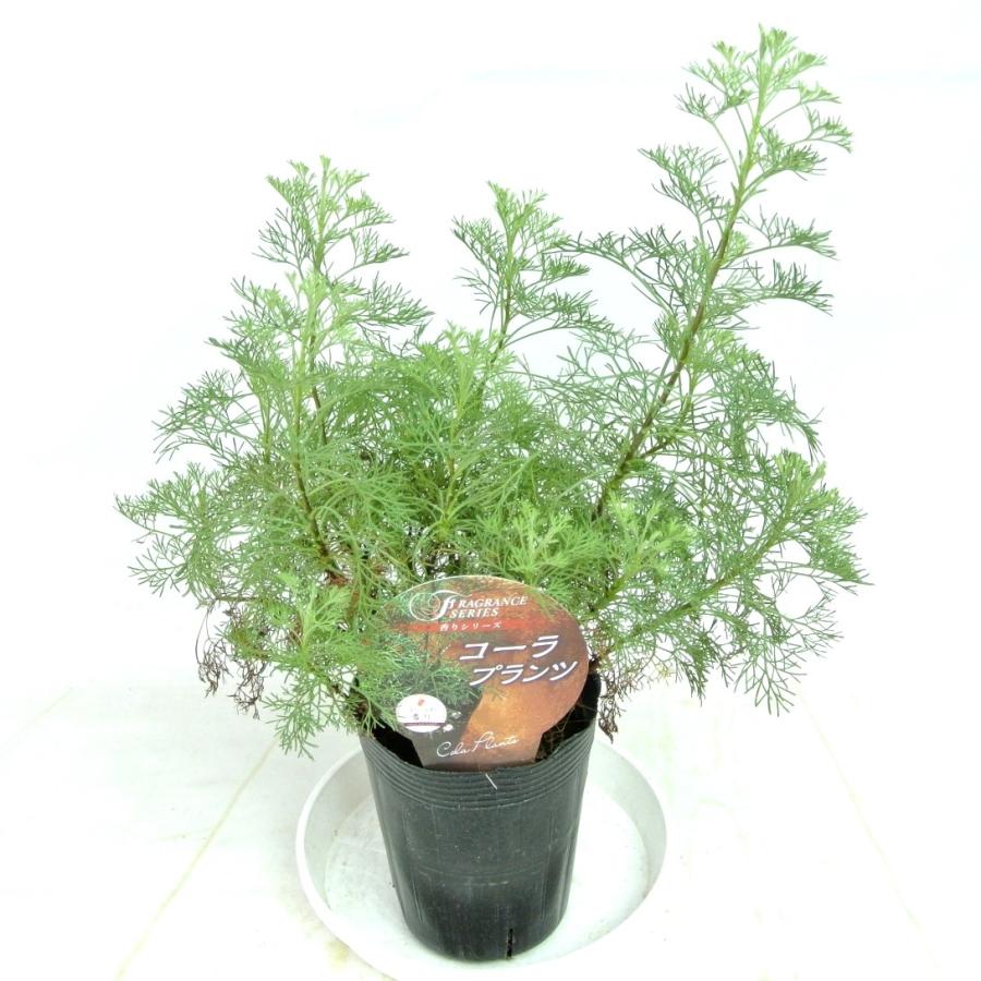 アウトレット アルテミシア コーラプラント ハーブアルテミシア 3 5号ポット コーラの香り ハーブ Rosefactory Net 通販 Yahoo ショッピング