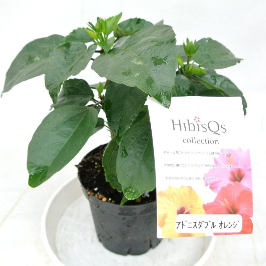 ハイビスカス Hibisqs アドニスダブルオレンジ 八重咲き オレンジ系 3 5号ポット苗 ロングライフシリーズ 長く咲く Rosefactory Net 通販 Yahoo ショッピング